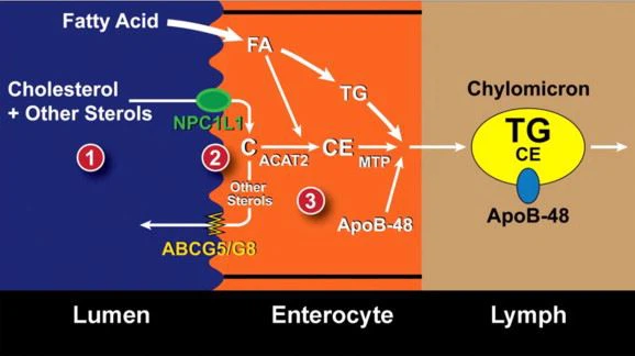 Phytosterols Phytosterols