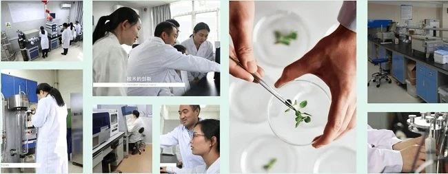 R&D team